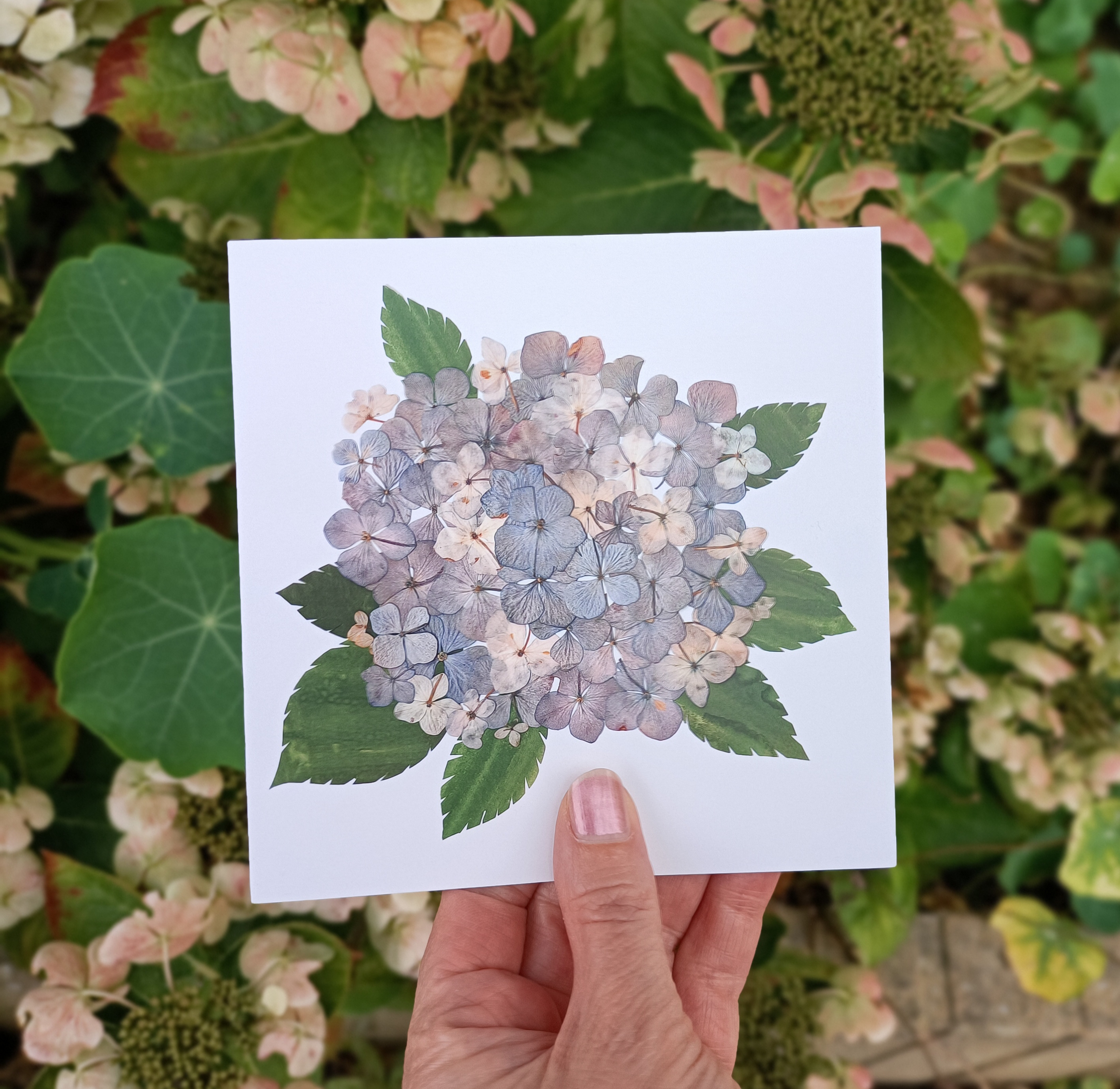 Wenskaart Hortensia