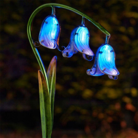 Bluebells - Fleur - Solaire