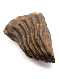 Fossiele Mammoettand