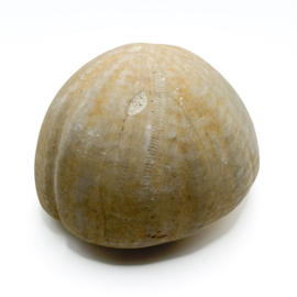 Fossiele Zeeëgel