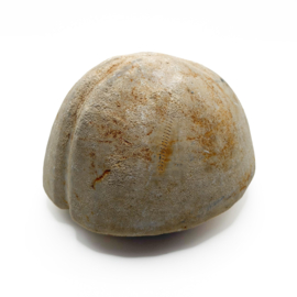 Fossiele Zeeëgel