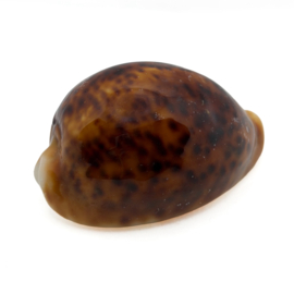 Cypaea Phanteralis funebralis