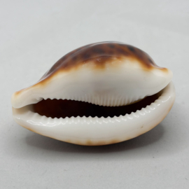 Cypaea Phanteralis funebralis