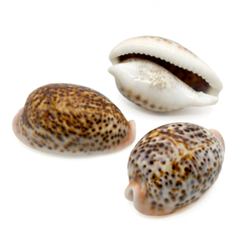 Cypraea Pantherina