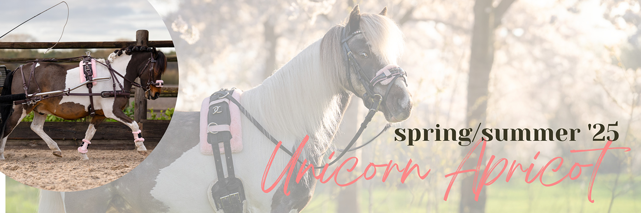 unicorn apricot