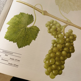 Chardonnay proeverij - donderdag 12 september 2024, 20.00 uur