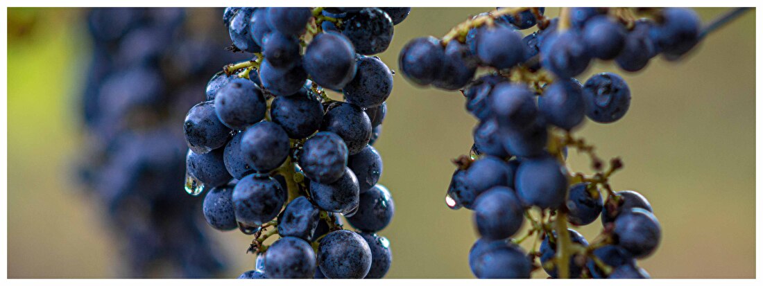 Smaakprofielen, wijnsoorten, zoek op smaak wijn | Wijnhoeve Heeze