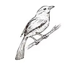 Stempel vogel