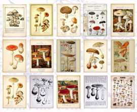 Paddenstoelen | 60 stuks achtergrondpapier