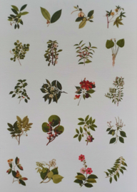 Bladeren en planten - 60 washistickers