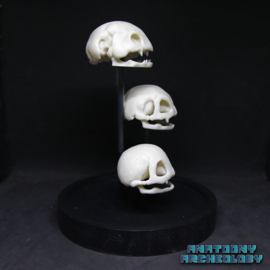 Anime figures #001 #002 #003 skulls in bell jar