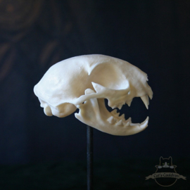 Cat skull replica in glass bell jar