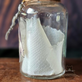 Boomslang Skin in potion bottle