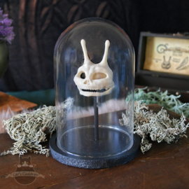 Pixie skull in glass bell jar