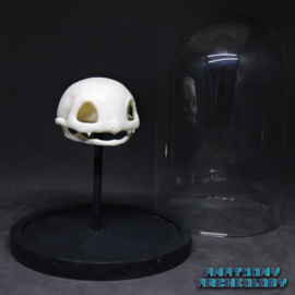 Anime figure #001 skull in bell jar