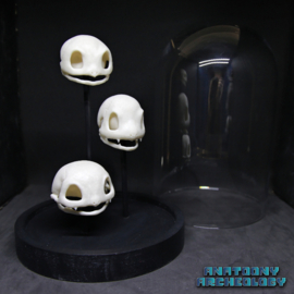 Animatie figuren #001 #004 #007 schedels in stolp