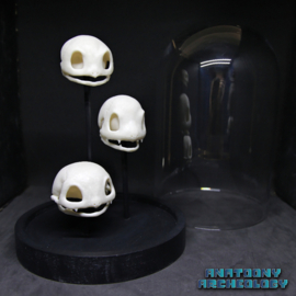 Anime figures #001 #004 #007 skulls in bell jar