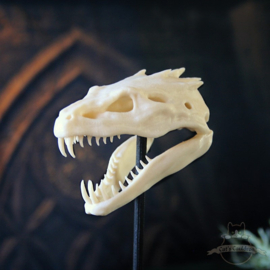 Basilisk skull in glass bell jar