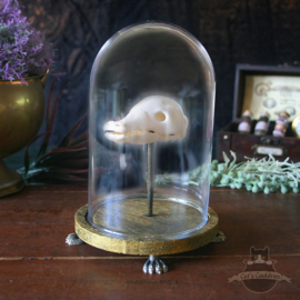 Fantastic creature skull in glass bell jar