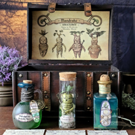 Mandrake Anatomie en Potions kist