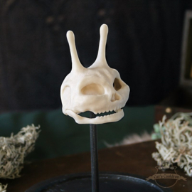 Pixie schedel in glazen stolp
