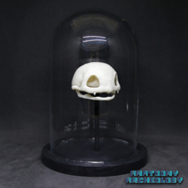 Anime figure #001 skull in bell jar