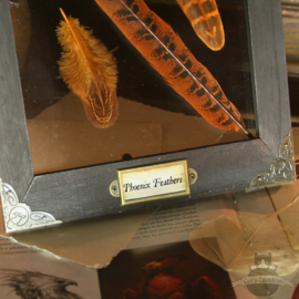 Phoenix Feathers in wooden frame