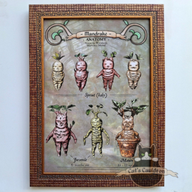Mandrake art print in A4 frame