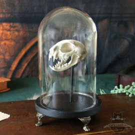Cat skull replica in glass bell jar