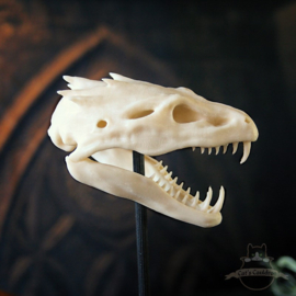 Basilisk skull in glass bell jar