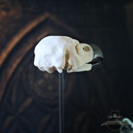 Phoenix skull in glass bell jar