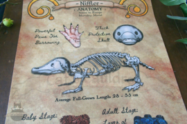 Fantastic creature anatomy poster on canvas