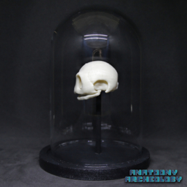 Anime figure #007 skull in bell jar