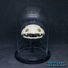 Anime figure #003 skull in bell jar