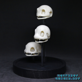 Anime figures #001 #004 #007 skulls in bell jar