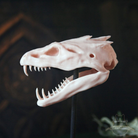 Basilisk skull in glass bell jar