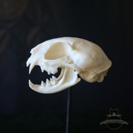 Cat skull replica in glass bell jar