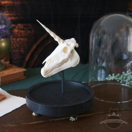 Unicorn Skull in glass bell jar