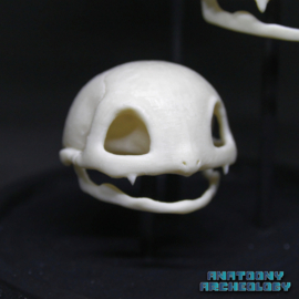 Anime figures #001 #002 #003 skulls in bell jar