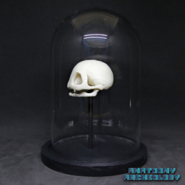 Anime figure #001 skull in bell jar