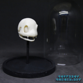 Animatie figuur #004 schedel in stolp