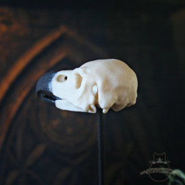 Phoenix skull in glass bell jar