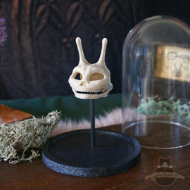 Pixie skull in glass bell jar