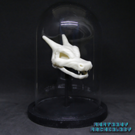 Anime figure #006 skull in bell jar