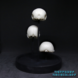 Anime figures #001 #004 #007 skulls in bell jar