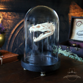 Basilisk skull in glass bell jar