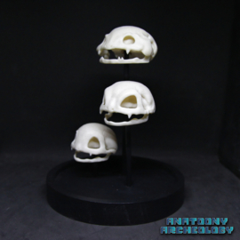 Anime figures #001 #002 #003 skulls in bell jar