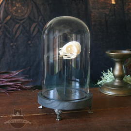 Kraaienschedel Corvus replica in glazen stolp