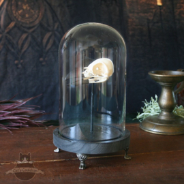 Crow skull Corvus replica in glass bell jar