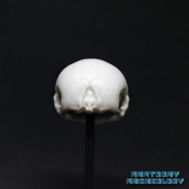 Anime figure #007 skull in bell jar